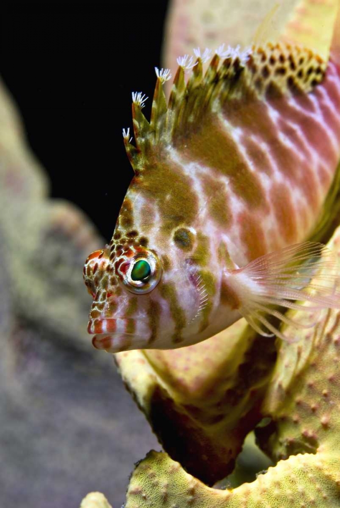 Hawkfish among corals, Ambon, Indonesia